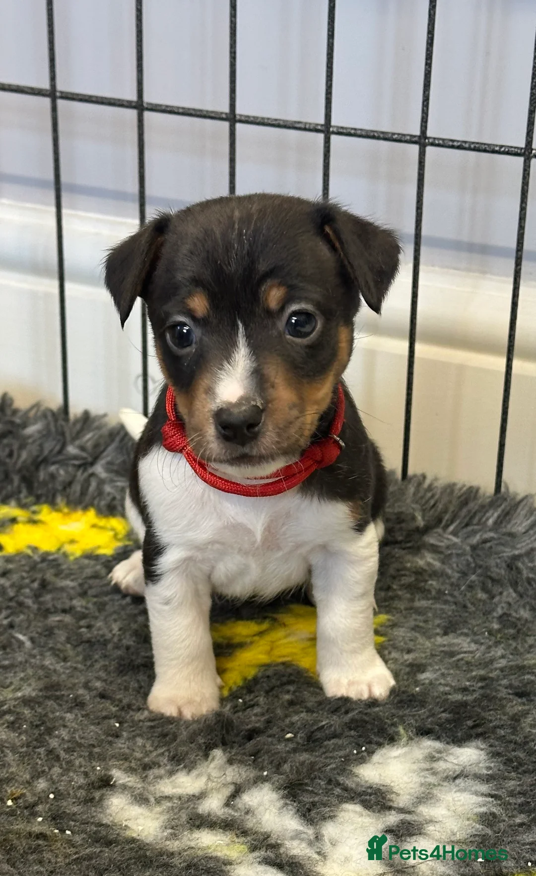 Jack Russell dogs for sale: Traditional mini Jack Russell pups - Advert 2