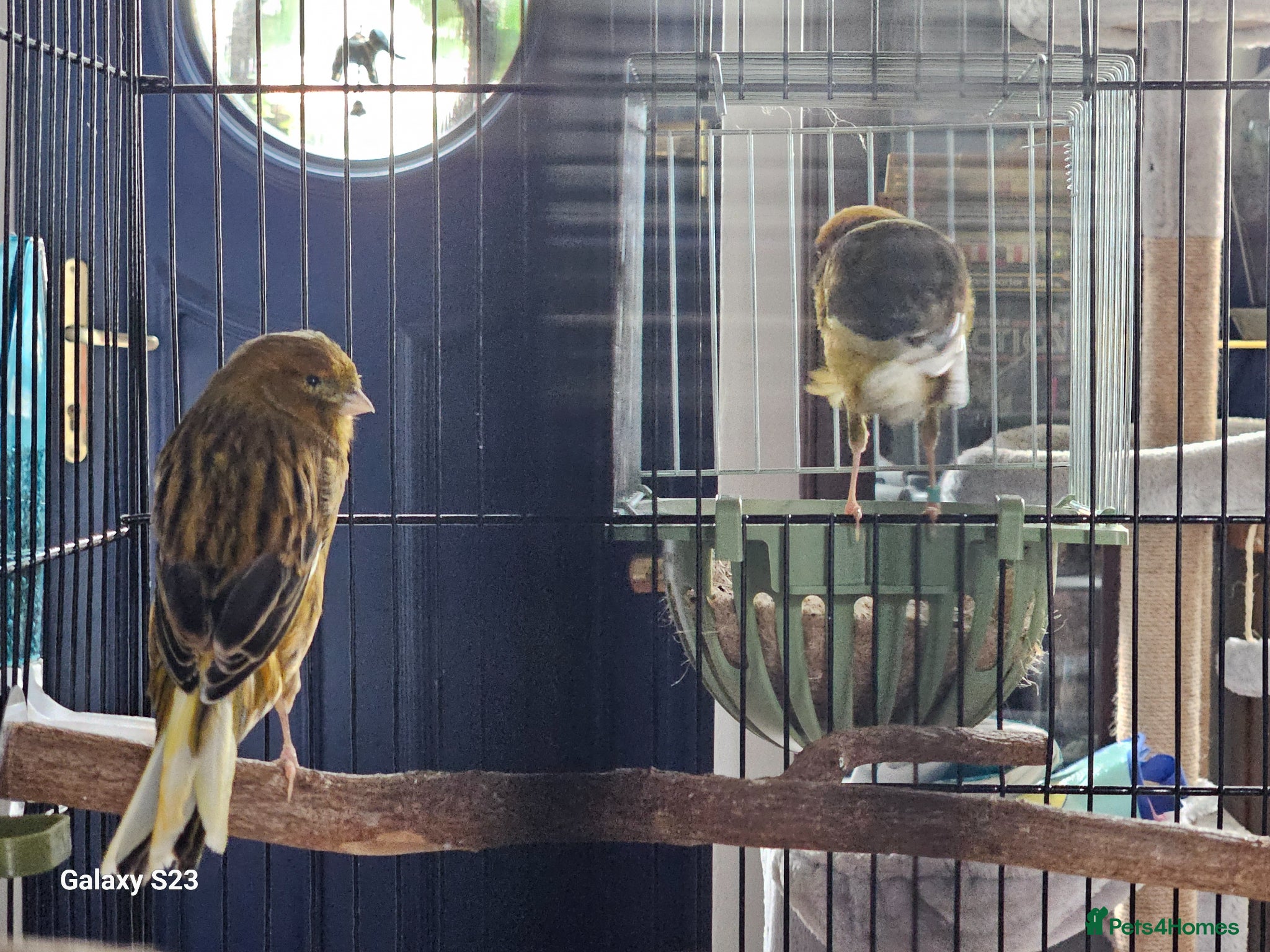 Canaries birds for sale: Yorkshire Canaries - Advert 2
