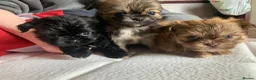 Shih Tzu dogs for sale: Beautiful shihztu 3 boys left  - Advert 2