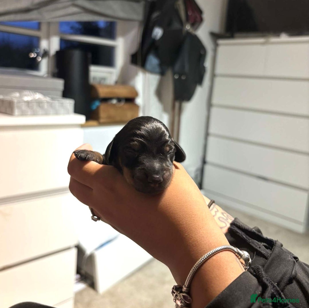 Dachshund dogs for sale: Beautiful Dachshund Puppies - Image 2