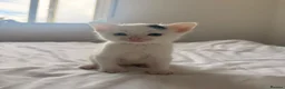 Mixed Breed cats for sale: 4 kittens  - Advert 6