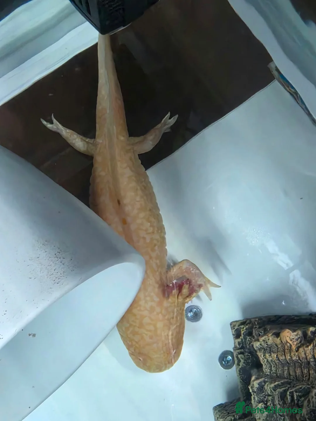 Axolotl reptiles for sale: Male and female axolotls  - Advert 2