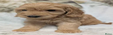 Cockapoo 4