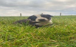 Border Collie dogs for sale: Beautiful litter family reared of collie pups - Image 12