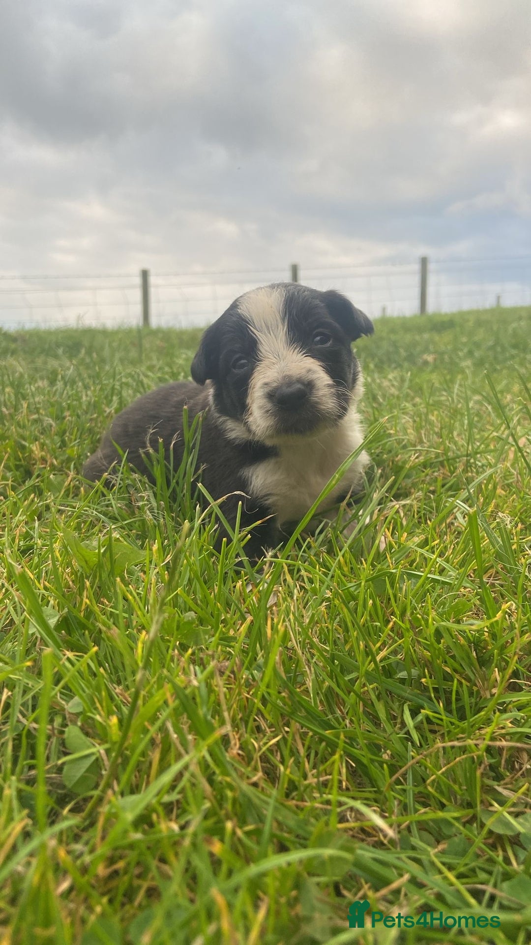 Border Collie dogs for sale: Beautiful litter family reared of collie pups - Image 12