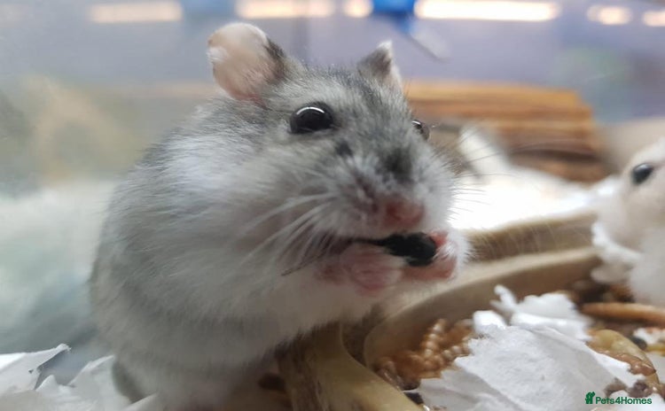 Hamster rodents - Advert 13