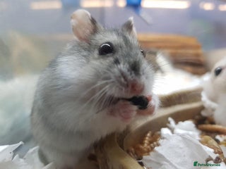 Hamster rodents - Advert 22