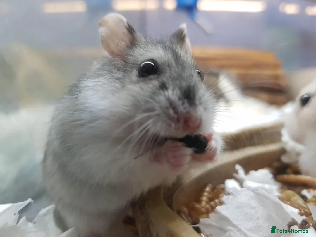 Hamster rodents for sale: Dwarf hamsters for sale 🙂 - Advert 1