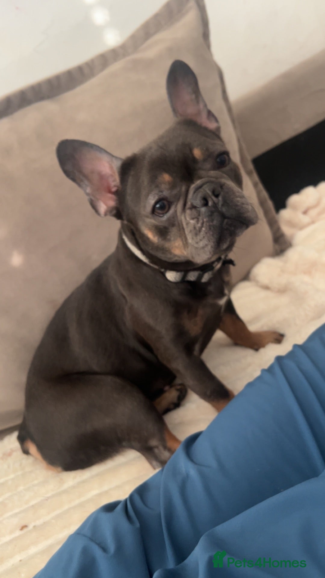 French Bulldog dogs French bulldog - Advert 1