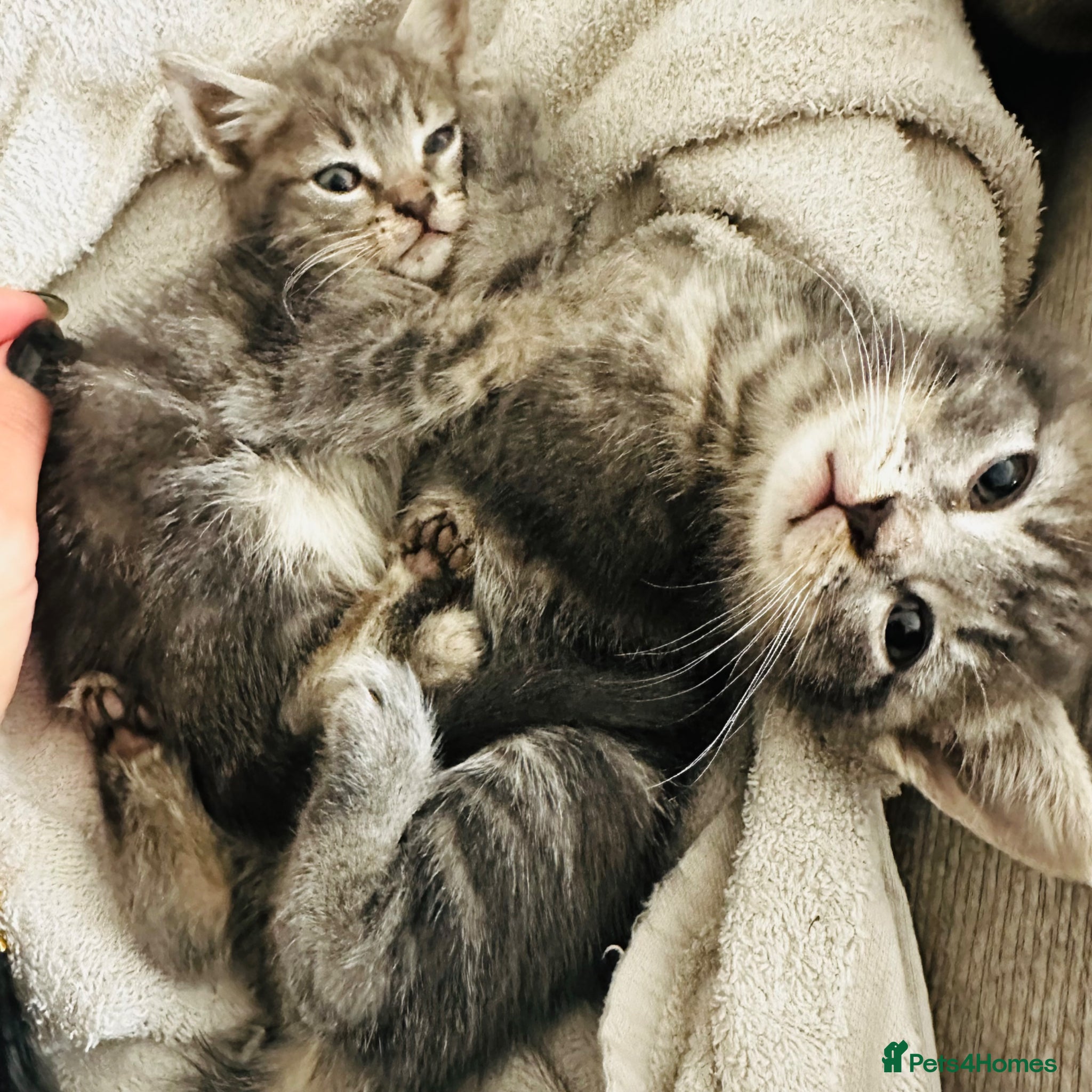 Mixed Breed cats for sale: Lovely kittens  in Hounslow - Advert 4