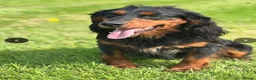 Sprocker dogs for sale: Beautiful Sprocker puppies  - Advert 12