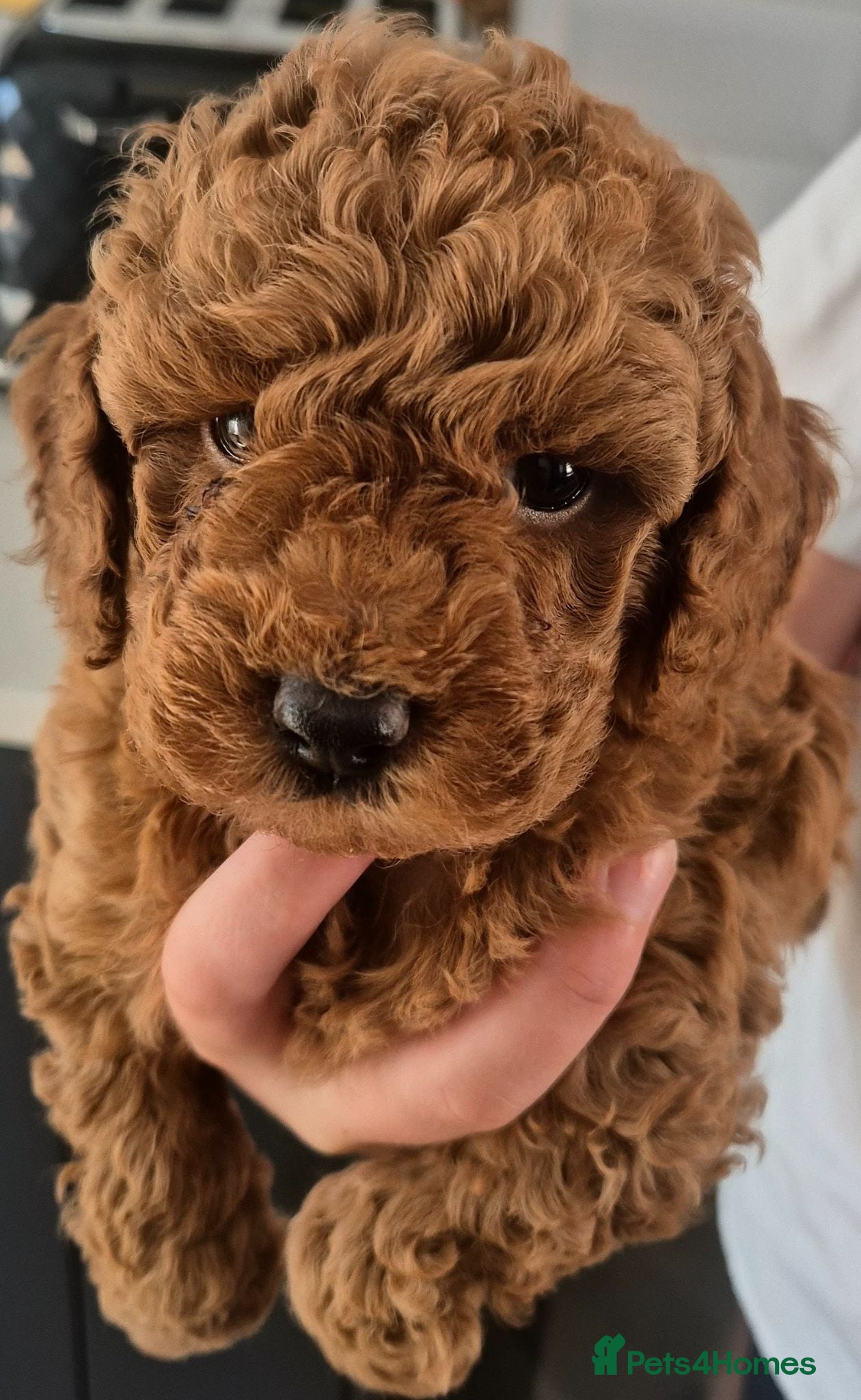 Toy Poodle dogs Exceptional Red Toy Poodles – KC Registered - Advert 1
