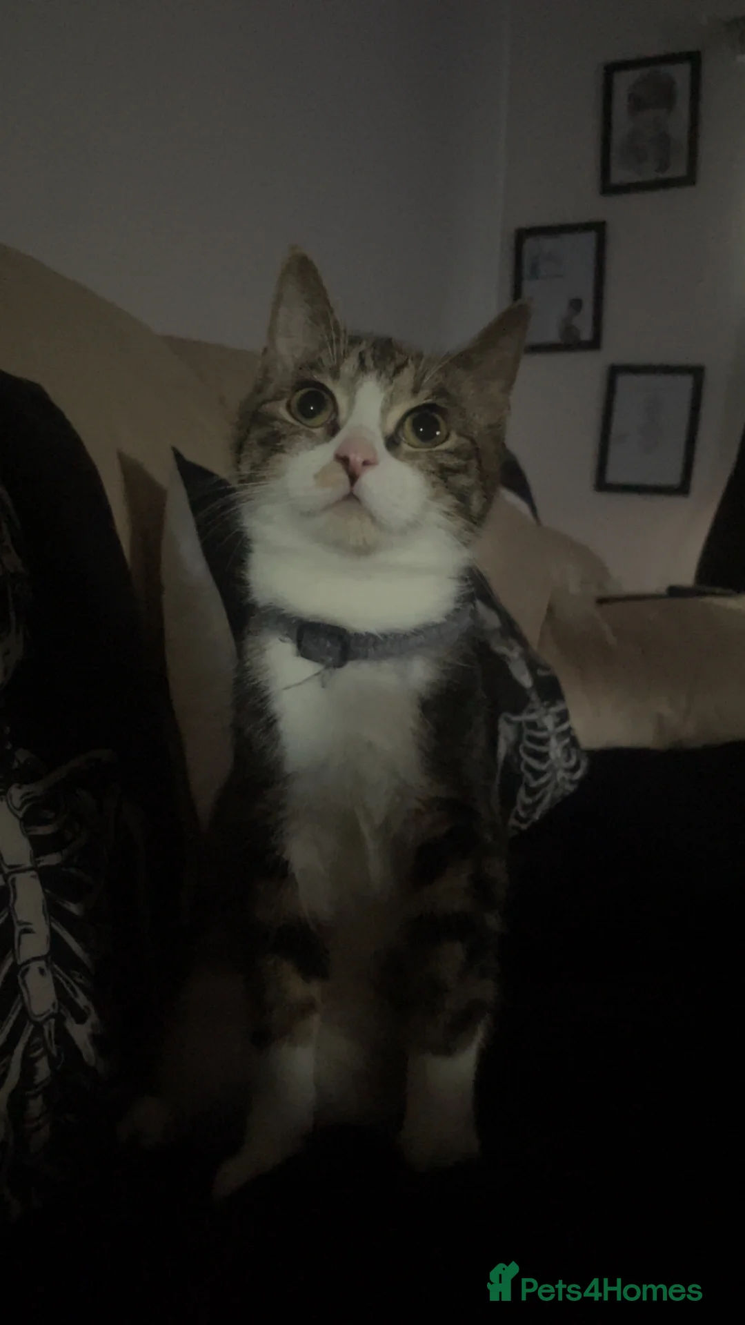 Domestic Shorthair cats for sale: Domestic shorthair  - Advert 3