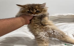 British Longhair cats for sale: Beautiful British Longhair Kittens  - Image 6
