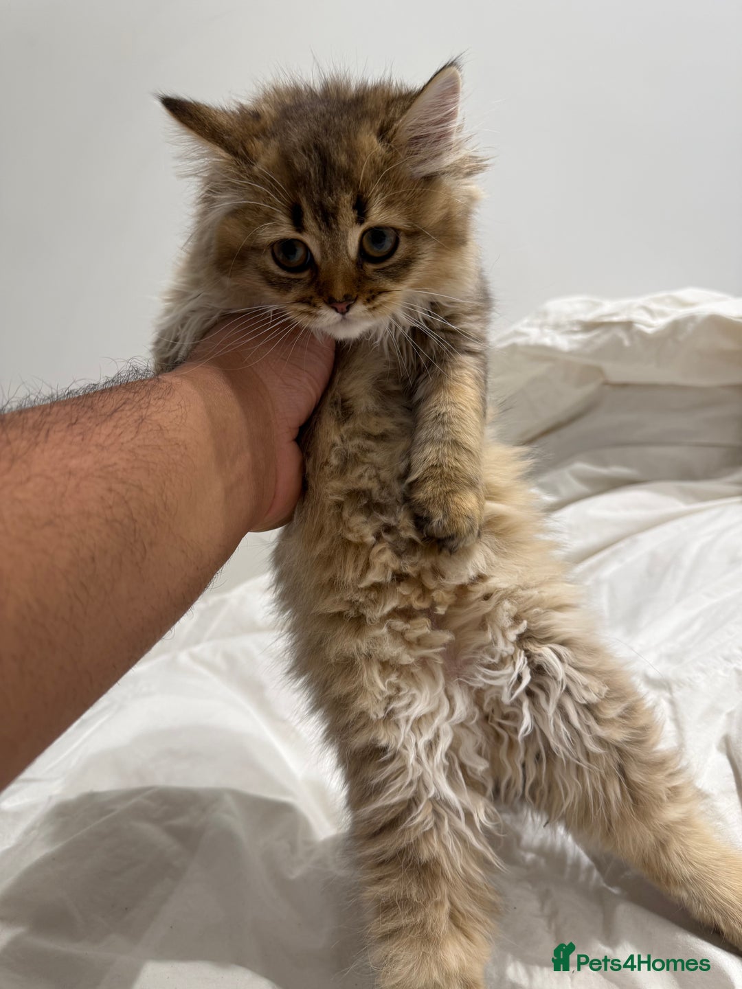 British Longhair cats for sale: Beautiful British Longhair Kittens  - Image 6