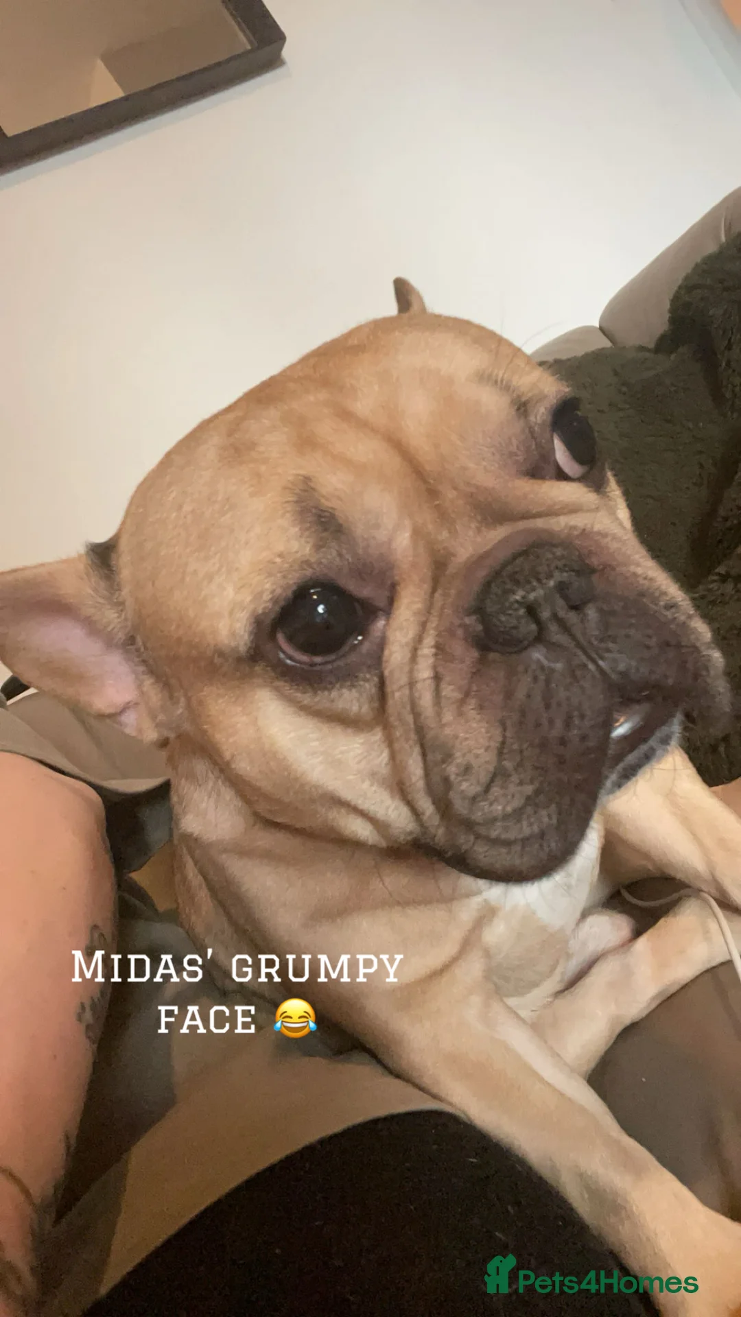 French Bulldog dogs for sale: French bulldogs soulmates - Advert 4