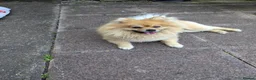 Pomeranian dogs for stud: Ready for stud - Advert 4