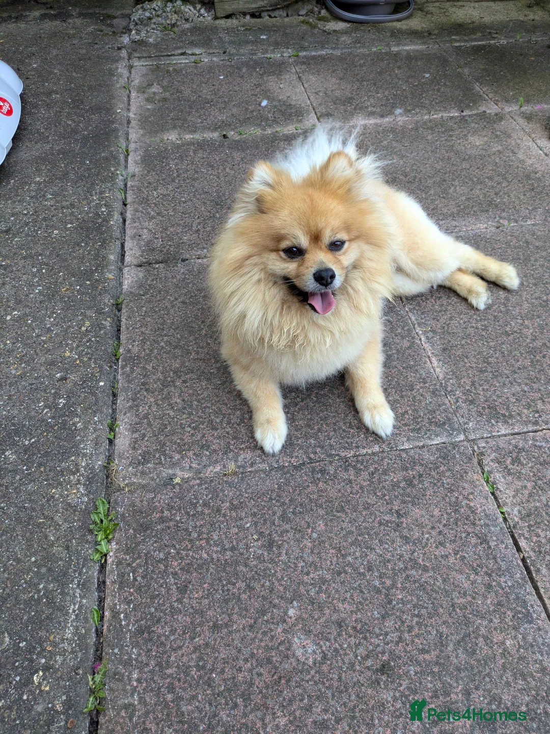 Pomeranian dogs for stud: Ready for stud - Advert 4