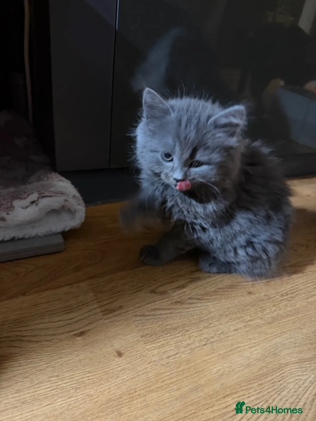 Persian cats for sale: Beautiful Persian Cross kittens for sale - Advert 11