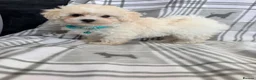 Maltipoo dogs for sale: Happy,loving affectionate Health Tested Maltipoo’s - Advert 32