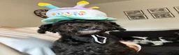 Shihpoo dogs for sale: 4 year old Shihpoo for sale  - Advert 5