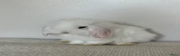 Angora rabbits for sale: Angora × Lion Lop Baby Bunny  - Advert 11