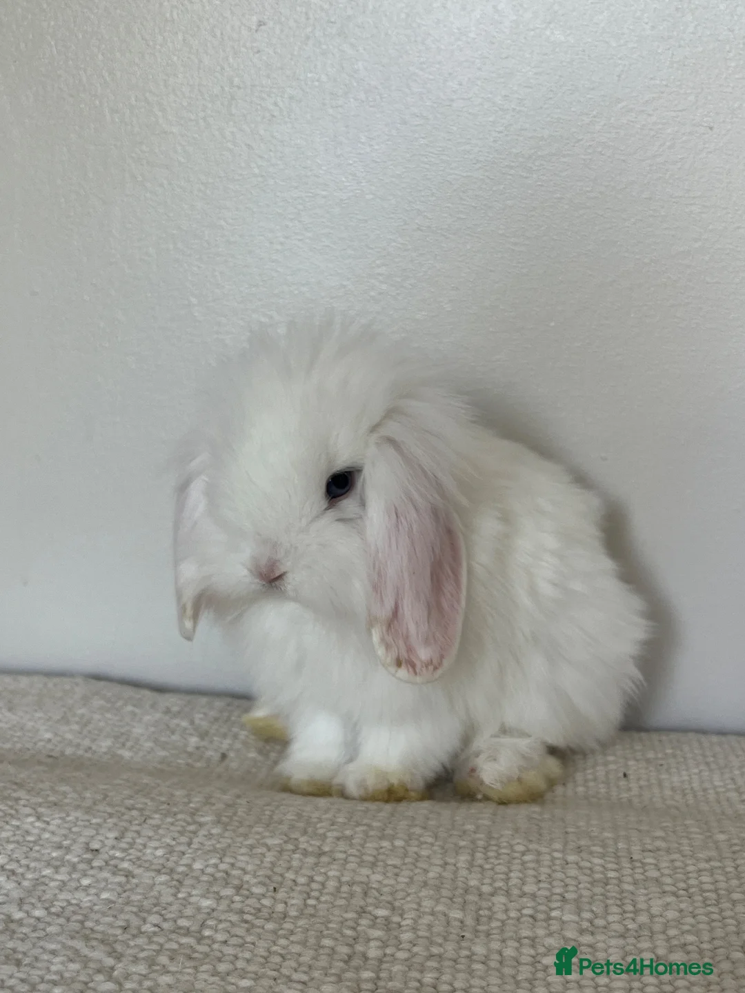 Angora rabbits for sale: Angora × Lion Lop Baby Bunny  - Advert 11