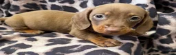 Miniature Dachshund dogs for sale: Miniature Dachsund puppies 3 boys 1 girl  - Advert 6