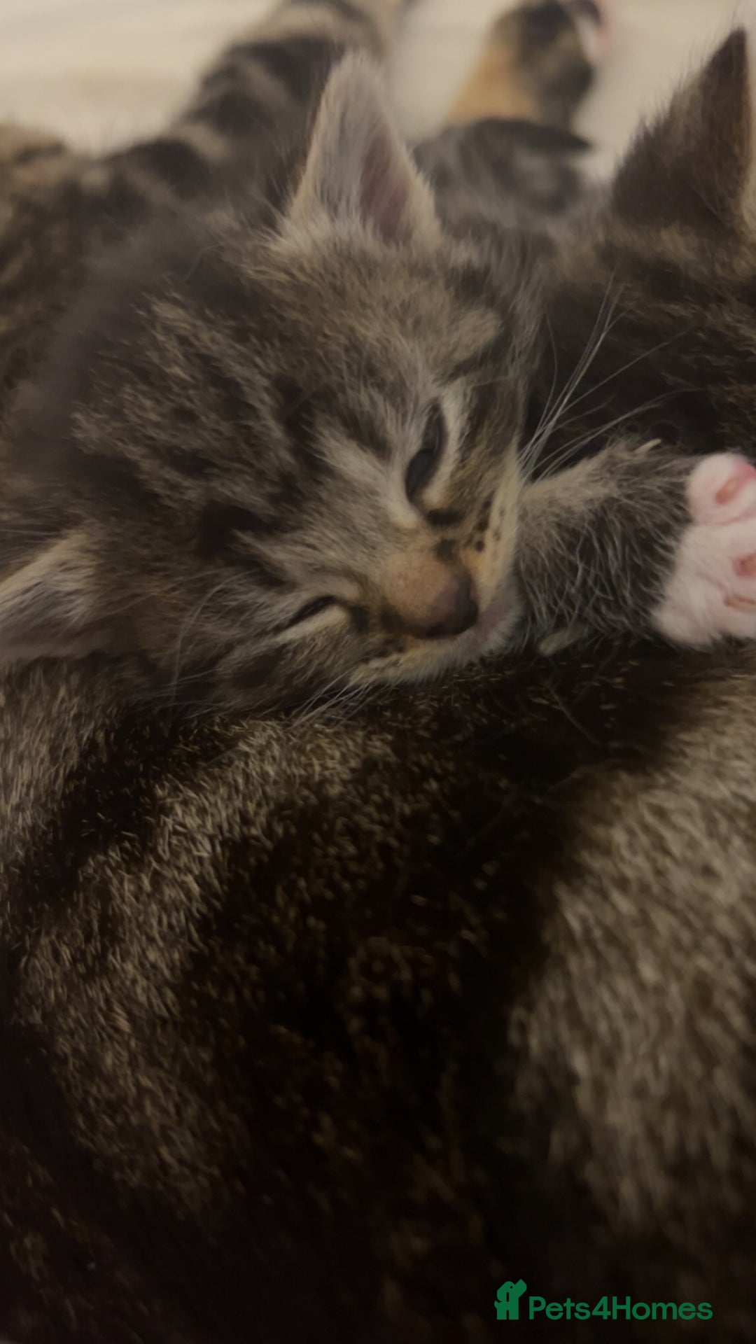 Bengal cats for sale: Bengal mixed fur babies - Advert 5