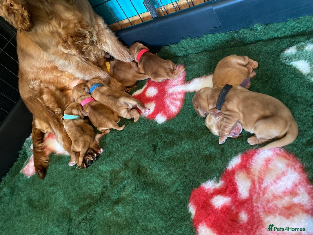 Cocker Spaniel dogs for sale: KC Reg Show Type Golden Cocker Spaniel puppies - Image 8
