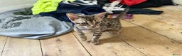 Bengal cats for sale: Bengal X Savannah kittens  in Feltham - Advert 11