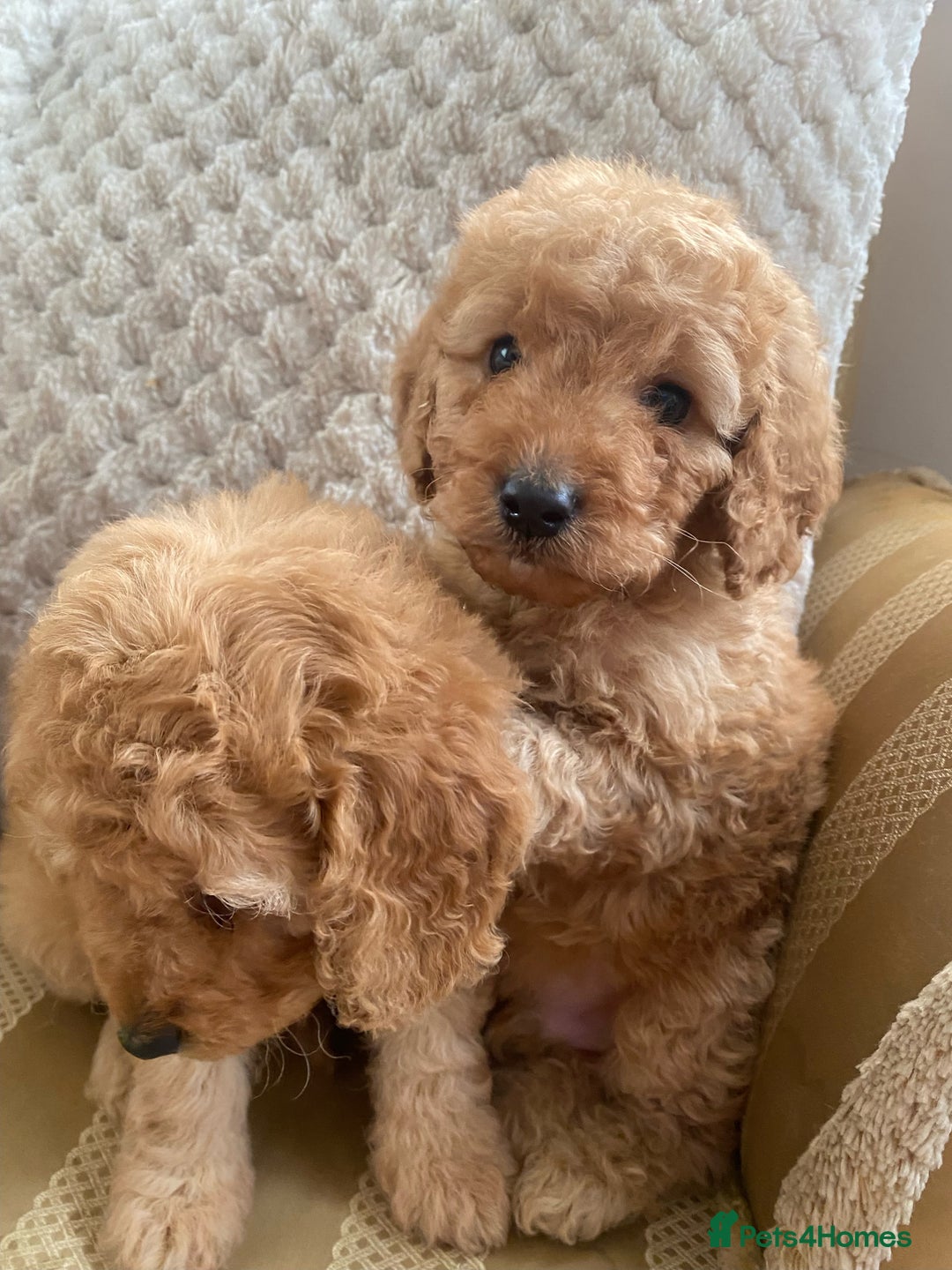 Cockapoo dogs for sale: F1B apricot cockapoos - Advert 2