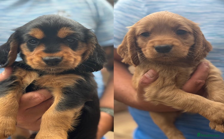 Cocker Spaniel dogs - Advert 7