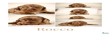  2 Rocco 
