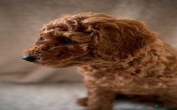 Miniature Poodle dogs for sale: 1 reserved 2 remaining ready 15th October  - Image 28