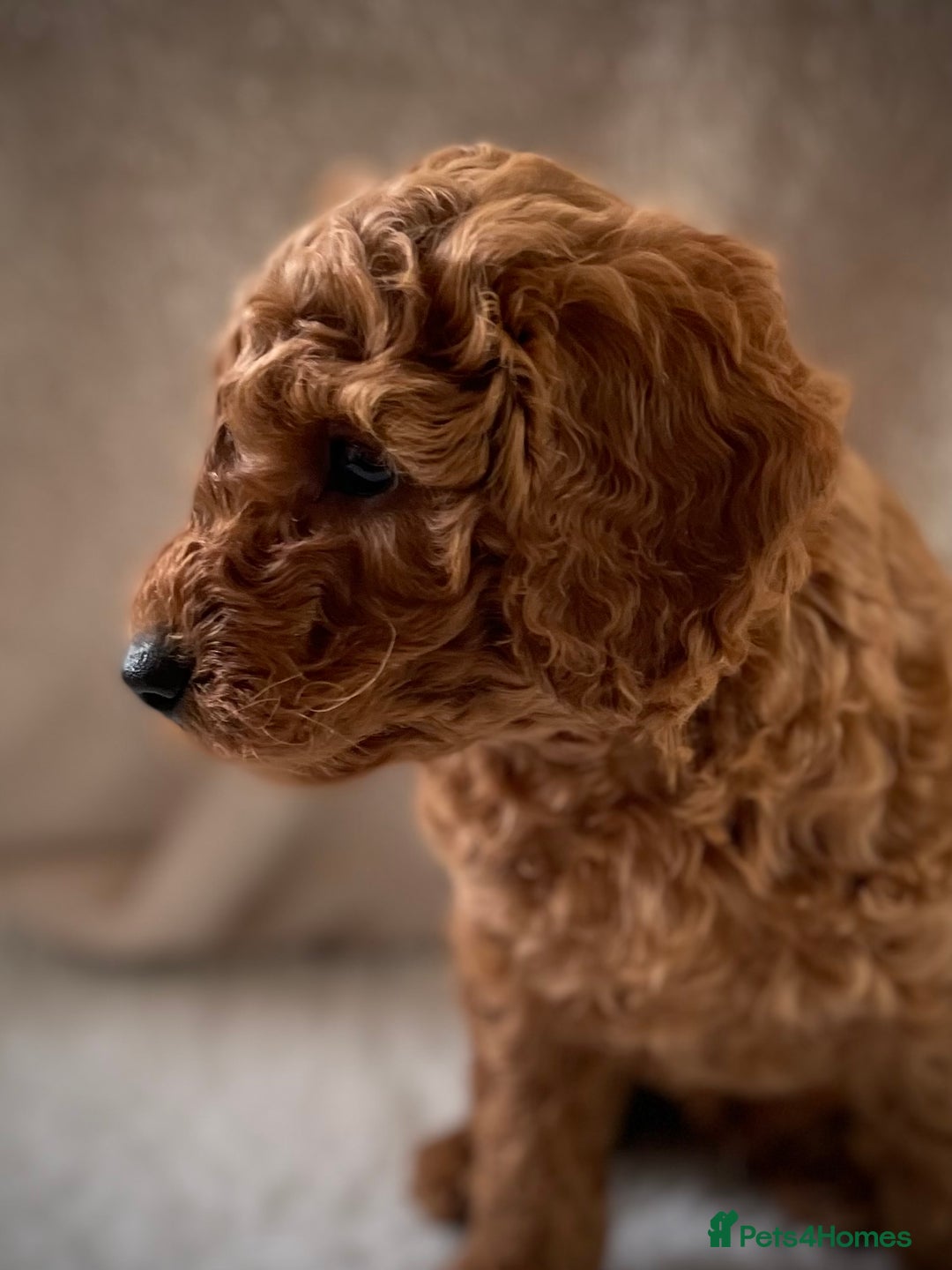 Miniature Poodle dogs for sale: 1 reserved 2 remaining ready 15th October  - Image 28