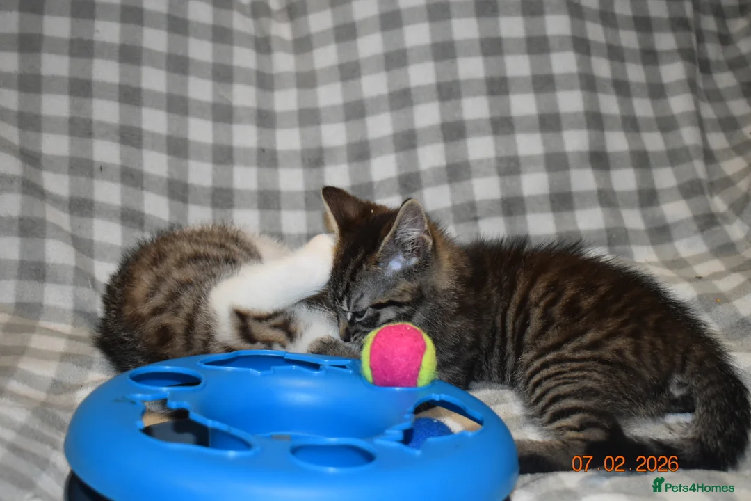 Mixed Breed cats for sale: 3 kittens for sale  - Advert 10