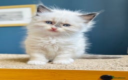 Ragdoll cats for sale: Stunning Rainbow of Ragdoll Kittens - Image 38