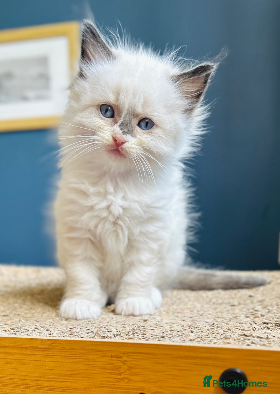 Ragdoll cats for sale: Stunning Rainbow of Ragdoll Kittens - Image 38