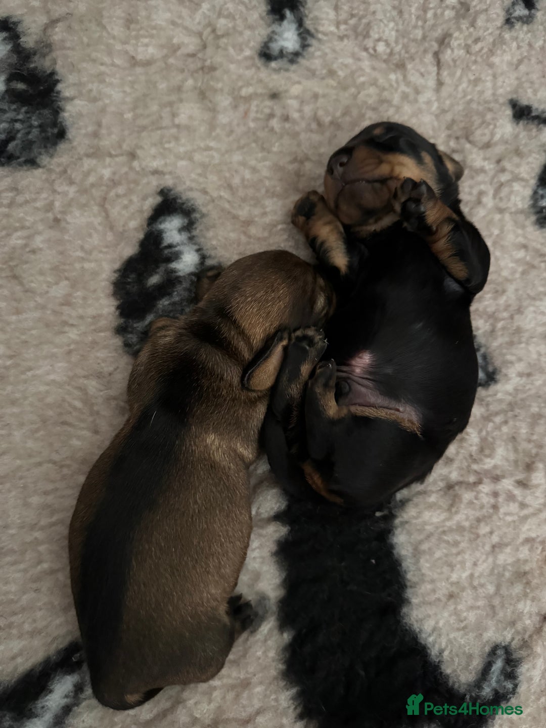 Miniature Dachshund dogs for sale: Long Awaited Wire Haired Miniature Dachshunds - Image 7