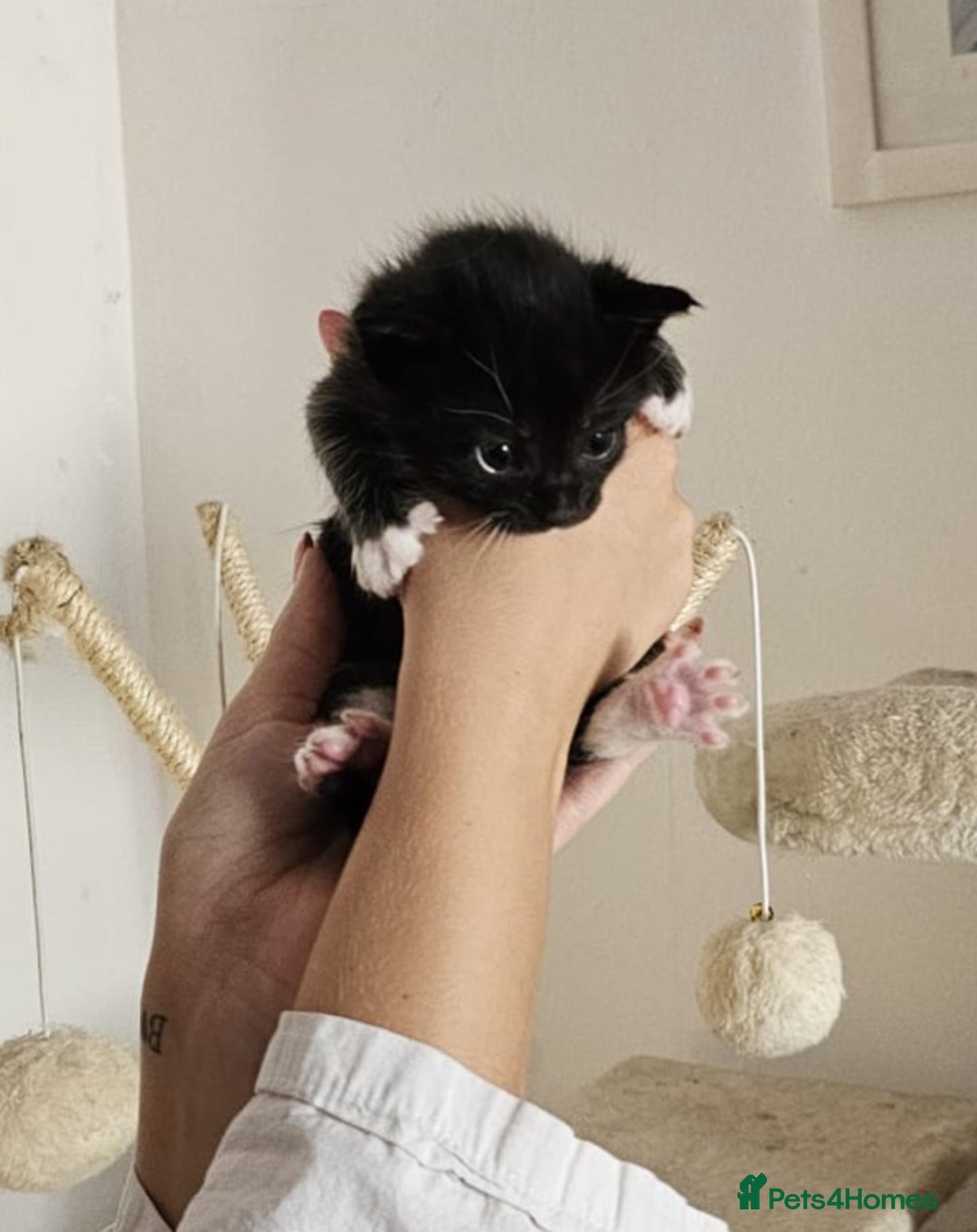 Maine Coon cats for sale: Maine coon x British short hair - Image 12