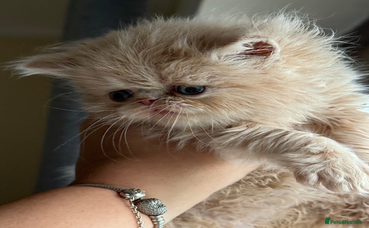 Persian cats - Advert 16