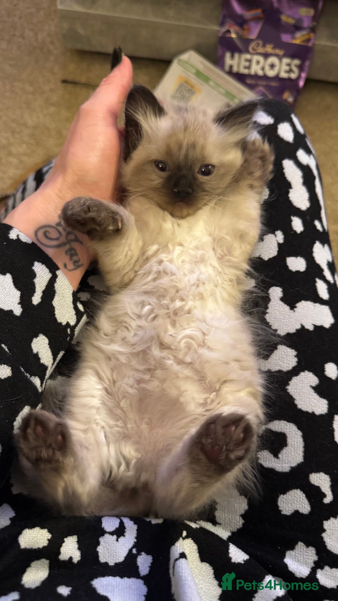 Ragdoll cats for sale: 2 beautiful female ragdoll kittens - Advert 5