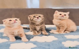 Scottish Fold cats for sale: Adorable Kittens Ready For New Home - Image 3