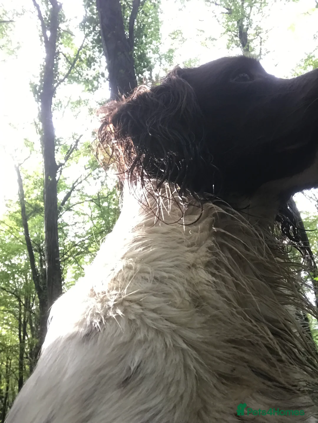 English Springer Spaniel dogs for stud: For stud in Alresford - Advert 3