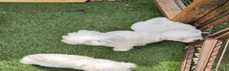 Mixed Breed dogs for sale: Bichion x Maltese puppys - Advert 7