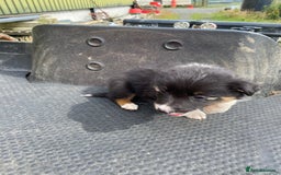 Border Collie dogs for sale: Farm bred border collie pups  - Image 7