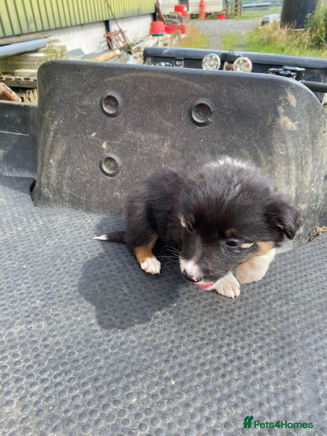 Border Collie dogs for sale: Farm bred border collie pups  - Image 7