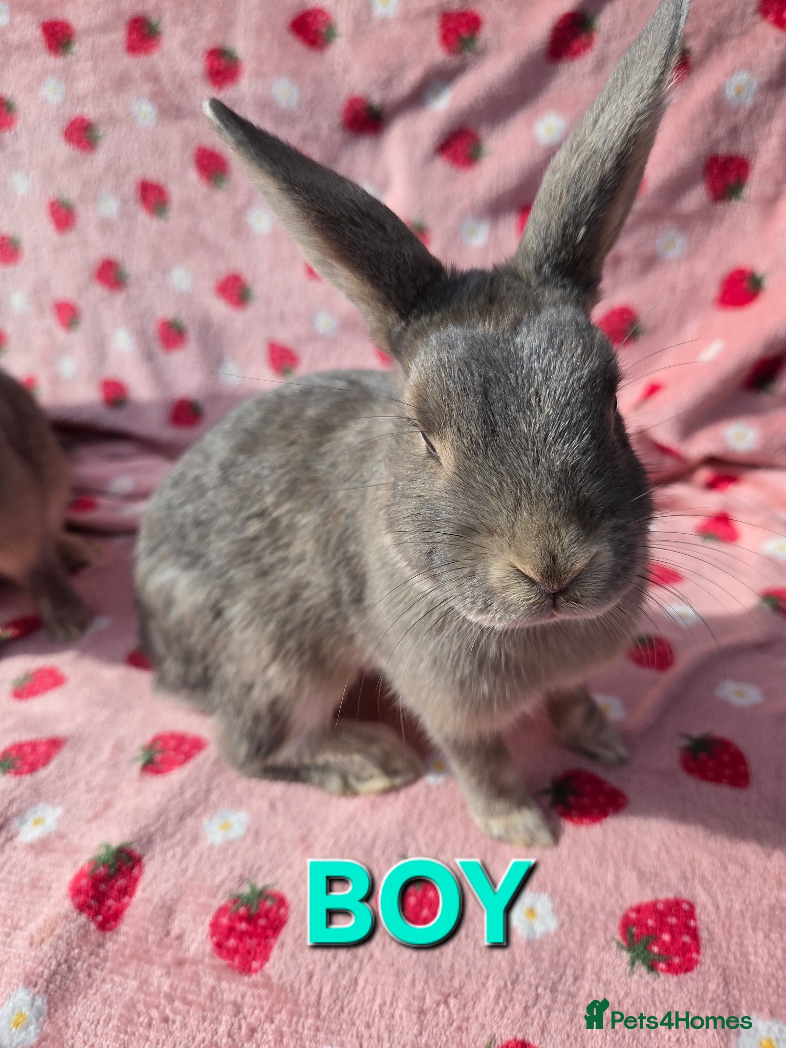 Mixed Breed rabbits 4 very tame Blue fawn plush mini lop rabbit - Advert 2