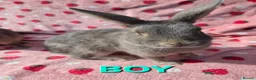 Mixed Breed rabbits for sale: 4 very tame Blue fawn plush mini lop rabbit - Advert 2